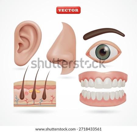 Human ears, nose, eyes, teeth, and skin layers, 3D vector. Suitable for health and education