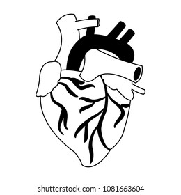 Human earth organ on black and white colors