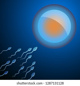 Human Egg Cell Fertilization with Sperm Cells Inside of Uterus