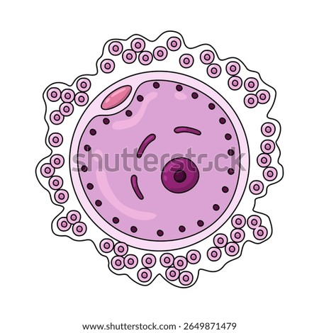 human egg cell illustration, egg cell in female, Female egg cell icon. vector design of human sexual reproductive system and pregnancy. element design for clinic, laboratory, and education