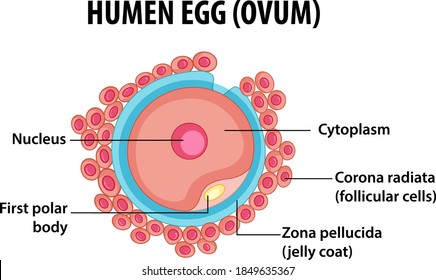 396 Egg cytoplasm Images, Stock Photos & Vectors | Shutterstock