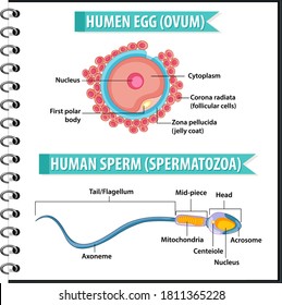 Estructura de Huevo Humano u Ovum y esperma humano o espermatazoa para la educación sanitaria ilustración infográfica