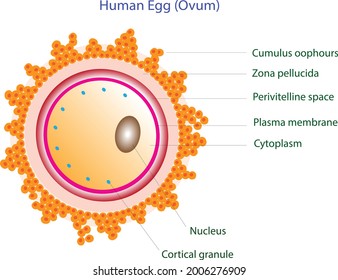 Human Egg Release Female Reproductive Organs Stock Vector (Royalty Free ...