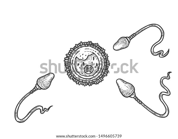 Human\
egg and sperm sketch engraving vector illustration. Scratch board\
style imitation. Black and white hand drawn\
image.