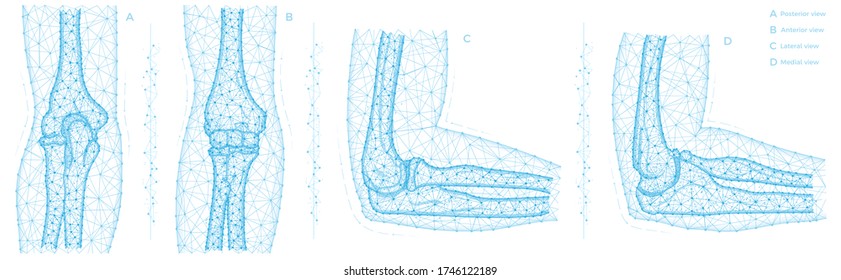 Human elbow joint polygonal vector illustration. Arm bones anatomy concept. Medical abstract low poly design on a white background