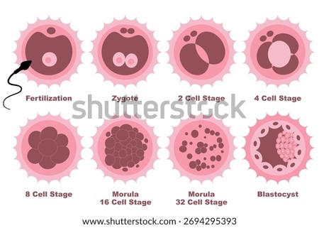 Human Embryo Cell Development Stages Infographic Fertilization to Blastocyst