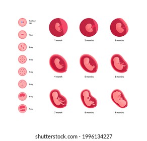 Human embryo development health care infographic. Vector flat medical illustration. Icon of pregnancy stages from early ovulation isolated on white background.