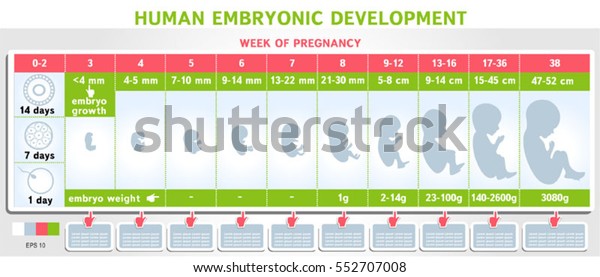 Human embryo development infographics.\
Stages of human fetal development schematic vector illustration.\
Medical science educational\
illustration.