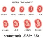 Human embryo development nine month stages medical infographic element vector illustration. Pregnancy fetal growth to birth by step and fetus anatomical position isolated icon set. Baby evolution