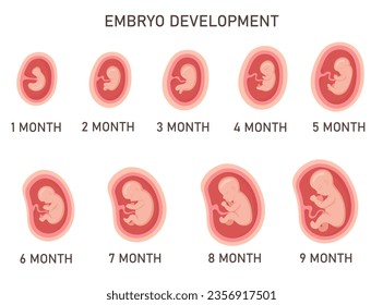 Human embryo development nine month stages medical infographic element vector illustration. Pregnancy fetal growth to birth by step and fetus anatomical position isolated icon set. Baby evolution