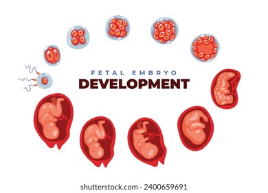 Human embryo development nine month stages medical infographic poster, baby toddler, Embryo month stage growth, Medical illustration of foetus cycle birth, vector illustration.