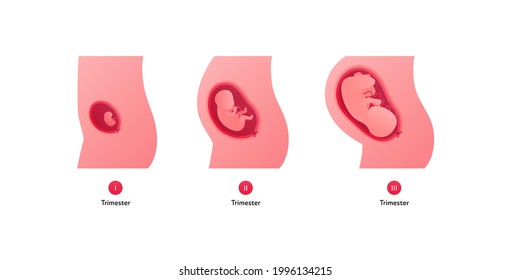 Etapa de desarrollo embrionario humano de la infografía de atención de la salud. Ilustración médica plana vectorial. Bebé en la vista lateral del cuerpo hembra por trimestre aislado en el fondo blanco.