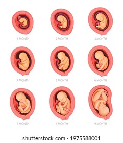 Human embryo development stages, pregnancy and fetus body growth calendar. Embryo in womb, placenta and uterus. Human biology, physiology and reproduction, medicine and prenatal health infographics