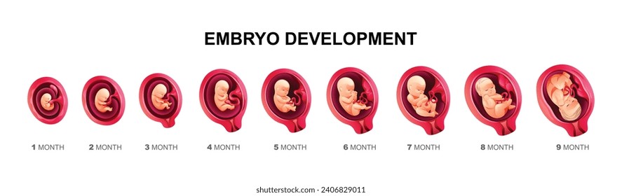 Human embryo development stages. Pregnancy and fetal body growth calendar from 1 to 9 month to birth. Vector cartoon illustration