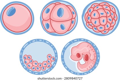 Human embryo development stages vector illustration set with anatomical diagram showing zygote division and blastocyst cellular growth