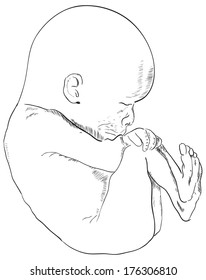 The human embryo is drawn by hand. Vector illustration.