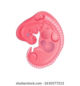 Human Embryo Early Development Anatomy Illustration. Isolated Human Embryo.