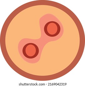 
The human embryo is the egg. Illustration of human.
 Vector diagram for science and medical use.