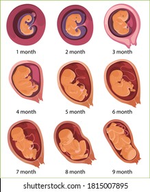 Human embryo evolution, flat vector illustration. Month-by-month pregnancy stages, embryonic and fetal development. Human anatomy.