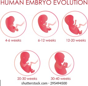 human embryo evolution illustration