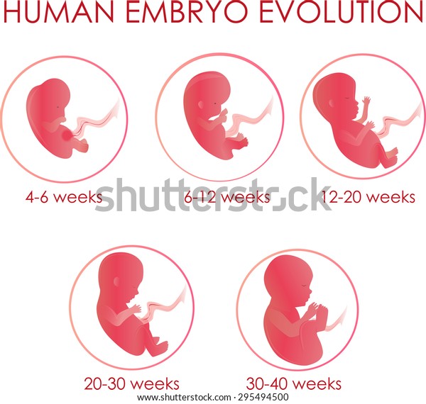 Human Embryo Evolution Illustration Stock Vector (Royalty Free) 295494500