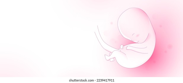 Human embryo. The fetus inside the womb. Vector illustration