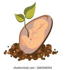 A human embryo grows inside the seed. His umbilical cord has grown into a sprout. The birth of a new life. Vector illustration
