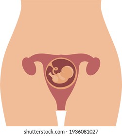 a human embryo inside a woman's uterus in the early stages of development, depicting the internal organs of a woman. body of a pregnant woman with a small baby inside the uterus.