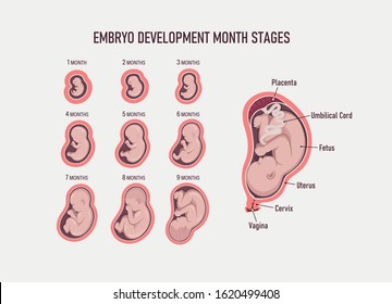 Human embryo, stages of fetal development 1 to 9 months . Human fetus inside the womb 