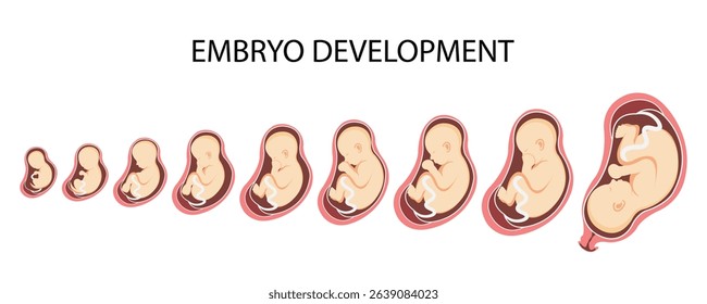 Human embryo, stages of fetal development from 1 to 9 months. Human Fetus in the Womb