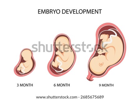 Human embryo, stages of fetal development. Human fetus in the womb. Fetus months of pregnancy