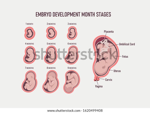 Human Embryo Stages Fetal Development 1 Stock Vector (Royalty Free ...