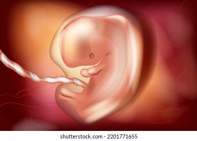 Human embryo in the uterus, six-seven weeks old gestational age. Embryonic period. Human fetus