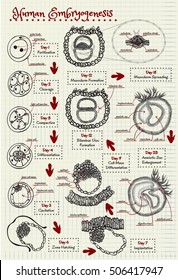 the human embryogenesis diagram vector