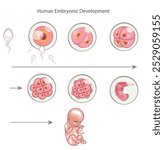 Human embryonic development. Embryo development stages. Fertilization, childbirth. Zygote, Morula, Blastocyst, Embryo. Medical Education Illustration