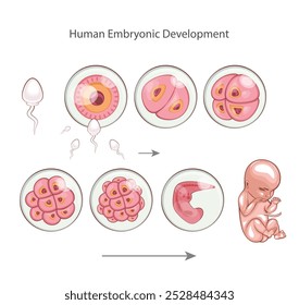 Desenvolvimento embrionário humano. Estágios de desenvolvimento embrionário. Fertilização, parto. Zigoto, Morula, Blastocisto, Embrião. Ilustração de Educação Médica