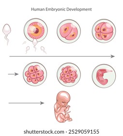 Desenvolvimento embrionário humano. Estágios de desenvolvimento embrionário. Fertilização, parto. Zigoto, Morula, Blastocisto, Embrião. Ilustração de Educação Médica