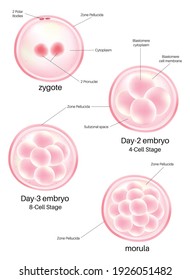 Human embryonic development, or human embryogenesis.