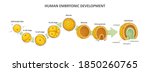 Human embryonic development, or human embryogenesis from zygote to gastrula. Zygote, 2-cell, morula, blastula, gastrula. Vector illustration