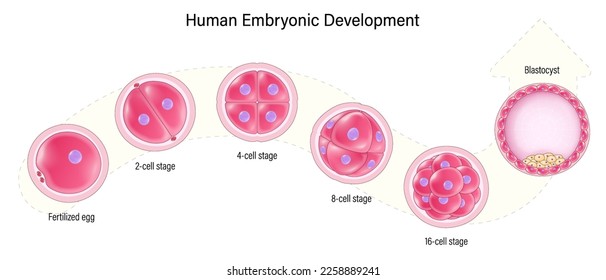 Human embryonic development. Human embryogenesis. Zygote, 2-cell, 4-cell, 6-cell, 8-cell, 16-cell stage, Blastocyst.