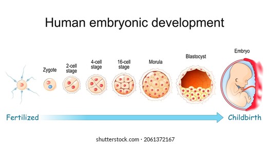 Human Embryonic Development. From Fertilization To Childbirth. Zygote, Morula, Blastocyst And Embryo Stage. Vector Poster For Education And Medical Use