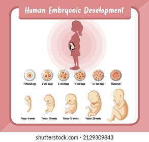 Human embryonic development in human infographic illustration