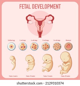 Human Embryonic Development Human Infographic Illustration Stock Vector ...