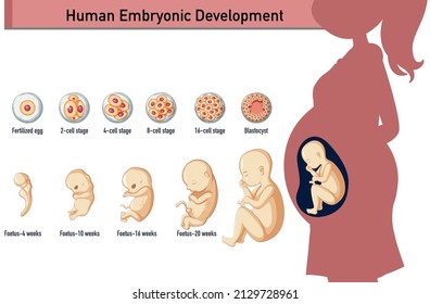 Human embryonic development in human infographic illustration