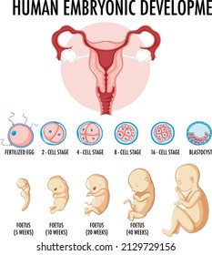 Human embryonic development in human infographic illustration
