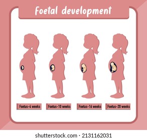 Human embryonic development in human infographic illustration
