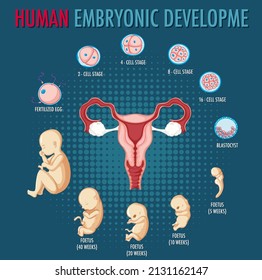 Desarrollo embrionario humano en ilustración infográfica humana
