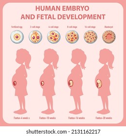 Desarrollo embrionario humano en ilustración infográfica humana