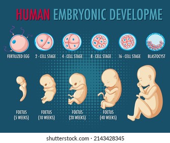Human embryonic development infographic illustration
