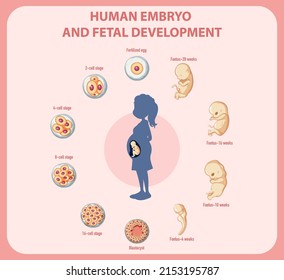 Human embryonic development in human infographic illustration